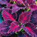 Coleus – Black-Dragon-F1