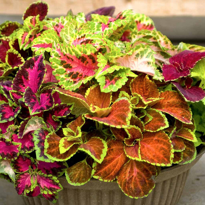 Coleus – Fairway-Mix-F1