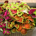 Coleus – Fairway-Mix-F1
