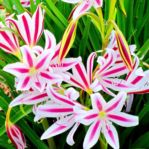 Crinum-Lily-Bulbs-(क्रिनम लिली बल्ब्स)
