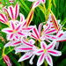 Crinum-Lily-Bulbs-(क्रिनम लिली बल्ब्स)