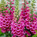 Digitalis – Purpurea-Mix-F1