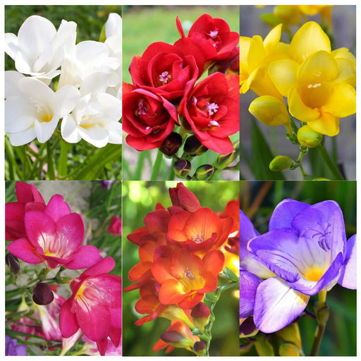 Freesia-6-Color-Flower-Bulbs