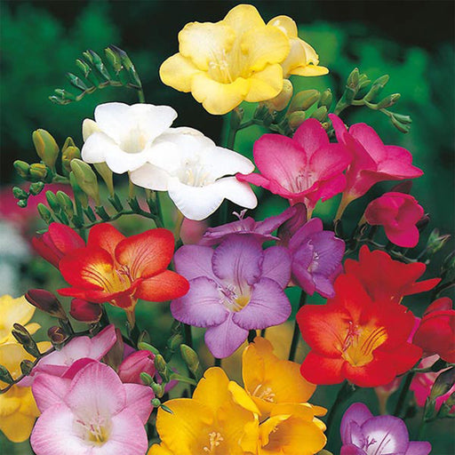Freesia-Mix-Flower-Bulbs
