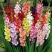Gladiolus-Flower-Bulbs