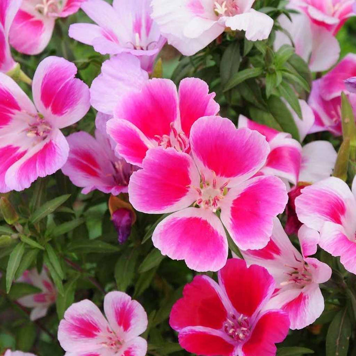 Godetia – Dwarf-Special-Mix-F1