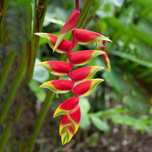 Heliconia-Bulbs