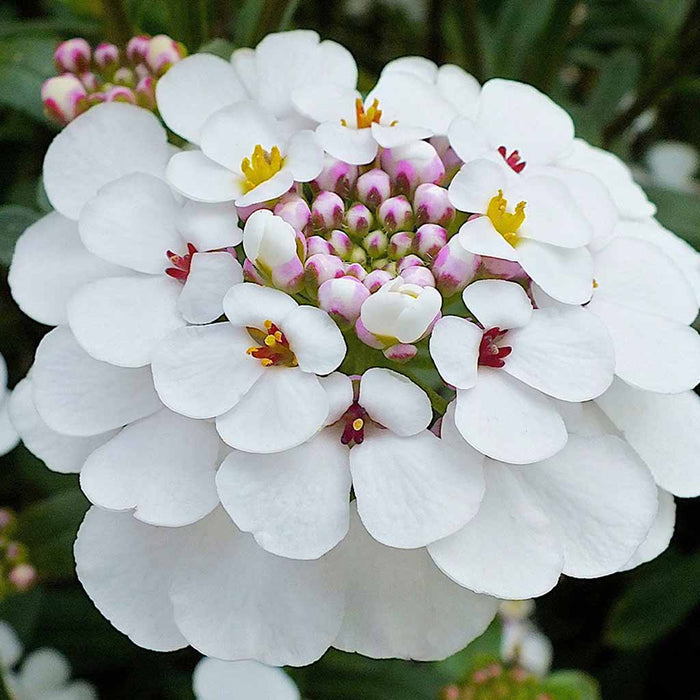 Iberis – (Candytuft) Snow Flurries F1