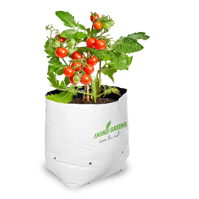 Potted-plant-with-tomatoes-in-a-white-grow-bag-labeled-Anand-Greens-on-a-white-background