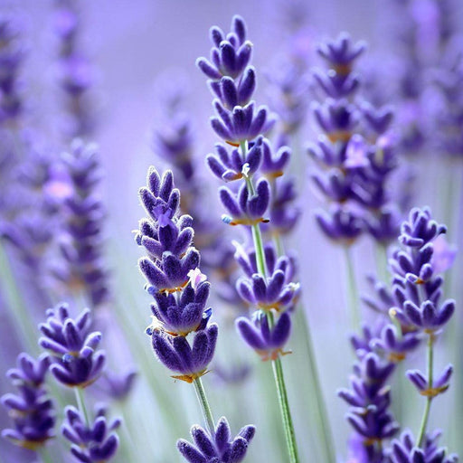 Lavender-soft-photos 