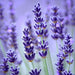 Lavender-soft-photos 