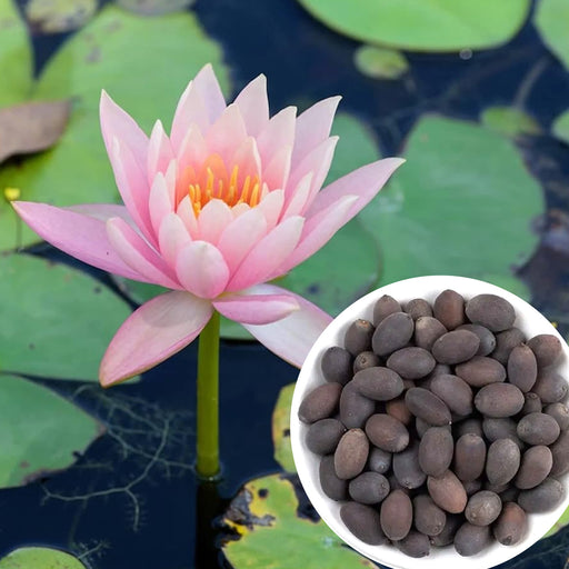 Lotus-Flower-Seeds