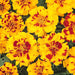 Marigold – French-Durango-Series-F1