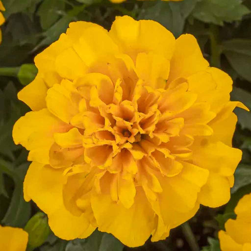 Marigold – French-Happy-Series-F1
