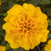 Marigold – French-Happy-Series-F1
