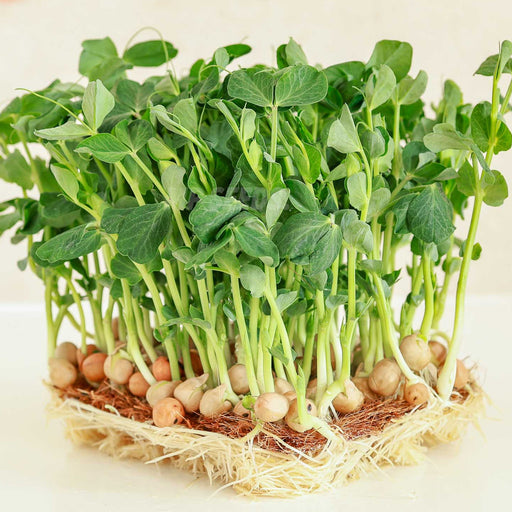 Pea-Microgreens-Seeds-(मटर माइक्रोग्रीन बीज)