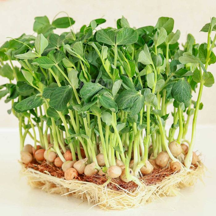 Pea-Microgreens-Seeds-(मटर माइक्रोग्रीन बीज)
