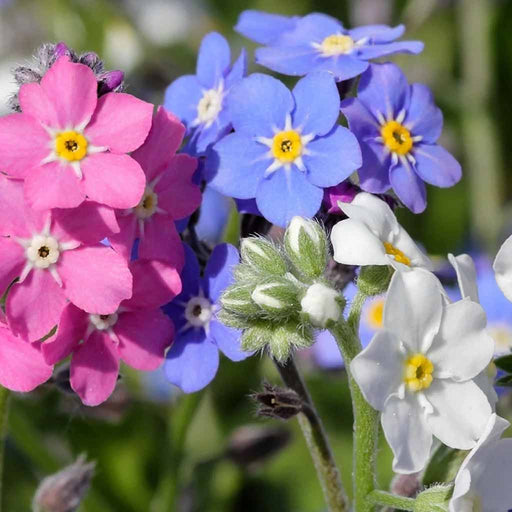 Myosotis – Sylva-Mix-F1