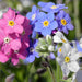 Myosotis – Sylva-Mix-F1