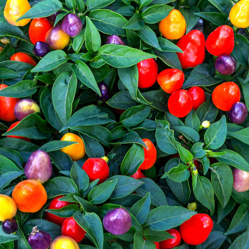 Colorful-peppers-including-red-orange-yellow-and-purple-varieties-on-a-green-leafy-background.