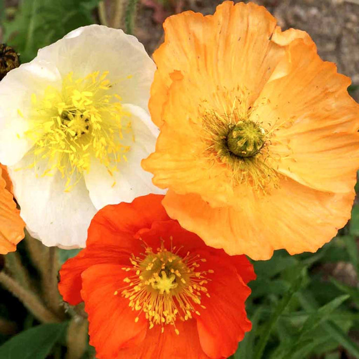 Papaver – Garden-Gnome-Mix-F1