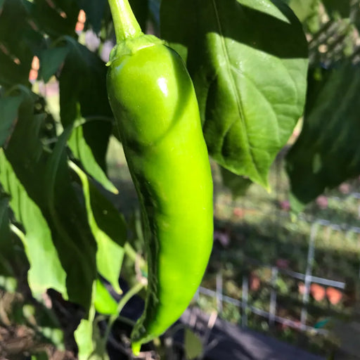 Desi-Pepper-Hot-Bhaji-Seeds