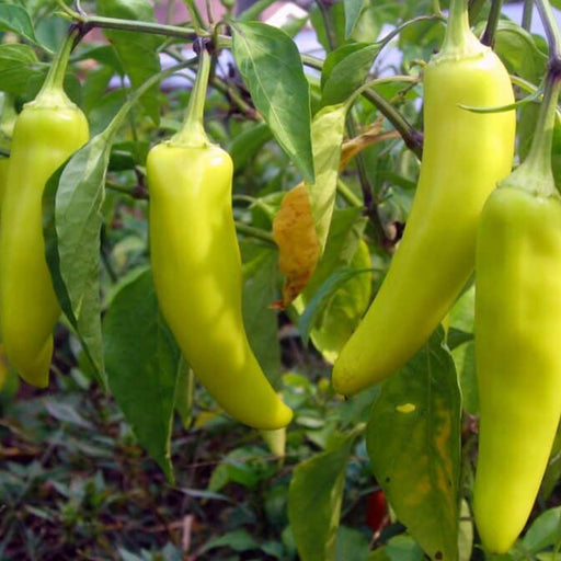 Green-peppers-growing-on-a-plant with-a-blurred-background