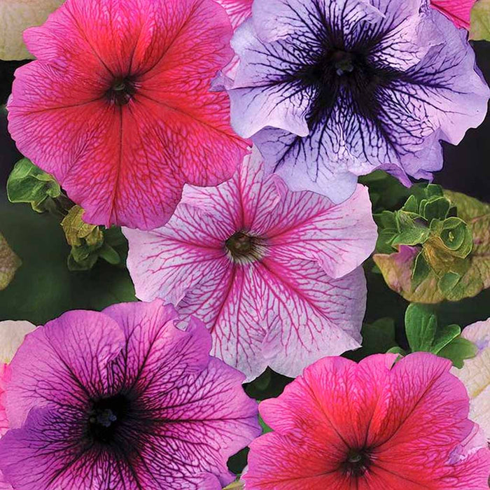 Petunia – Grandiflora-Daddy-Series-F1