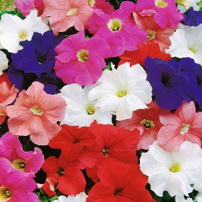 Petunia-Grandiflora-Dreams-F1