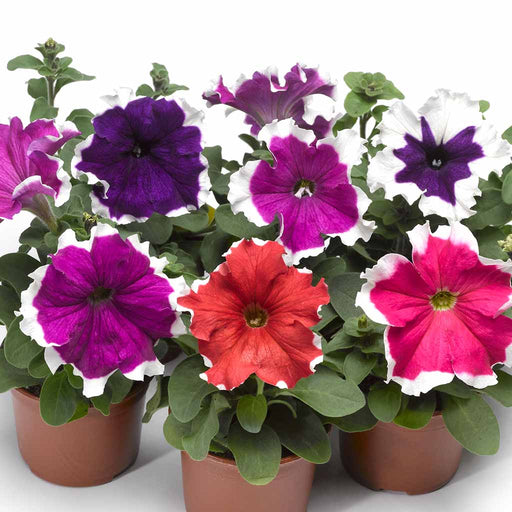 Petunia – Grandiflora-Frost-Series-F1
