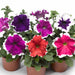 Petunia – Grandiflora-Frost-Series-F1