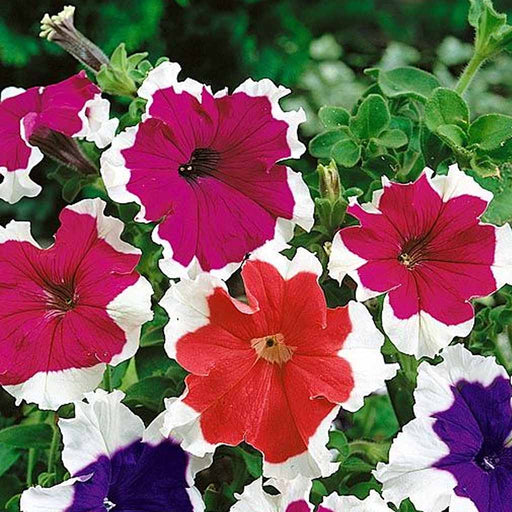 Petunia – Grandiflora-Hulahoop-Mix-F1