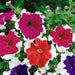 Petunia – Grandiflora-Hulahoop-Mix-F1