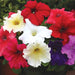 Petunia – Grandiflora-Prism-Series-F1