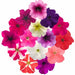 Petunia – Grandiflora-Success-360-Series-F1