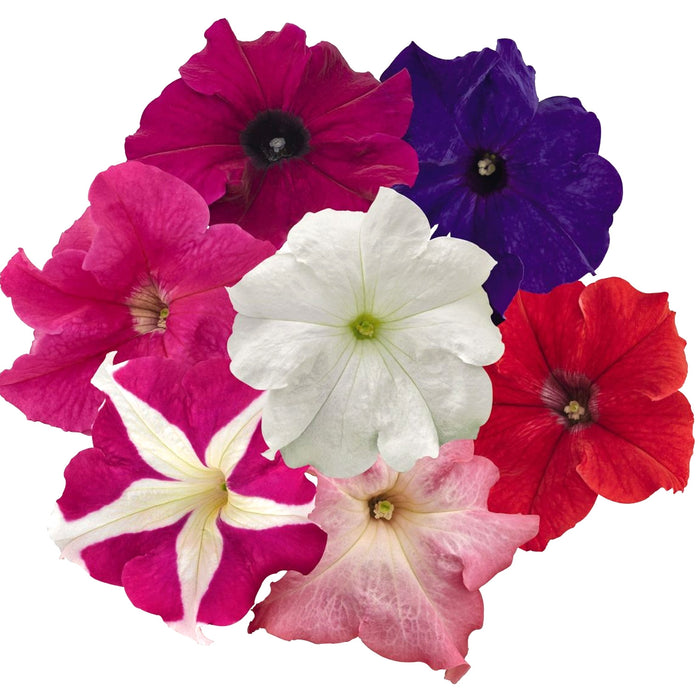Petunia – Grandiflora-Success-HD-Series-F1