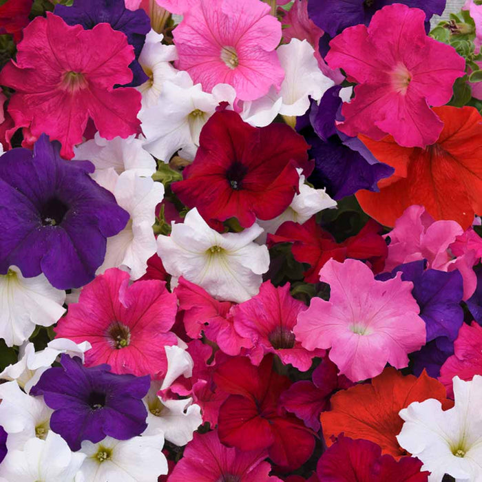 Petunia-Supercascade-F1