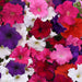 Petunia-Supercascade-F1