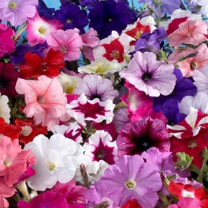 Petunia-Celebrity-F1