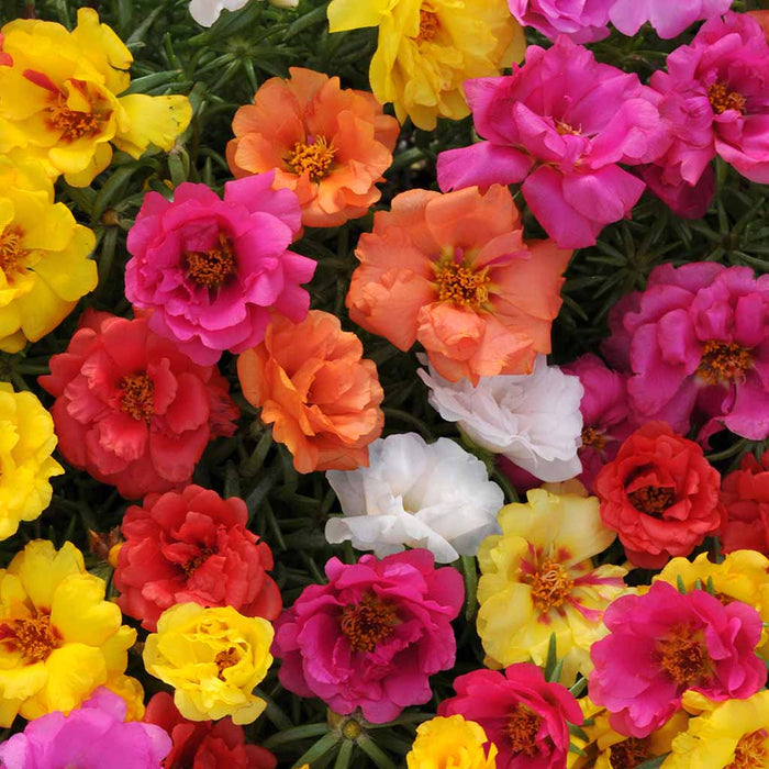 Portulaca – Happy-Hou-Series-F1