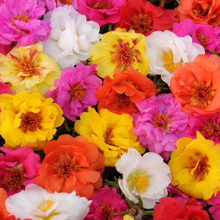 Portulaca – Happy-Trails-Series-F1
