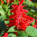Salvia – splendens-Cover-Girl-F1
