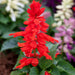 Salvia – splendens-Flamex-F1
