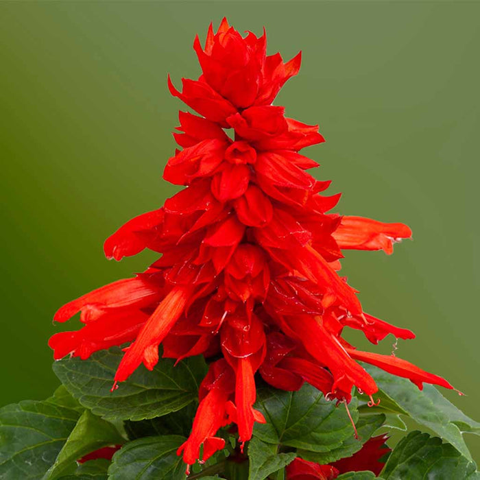 Salvia – splendens-Mojave-Red-F1