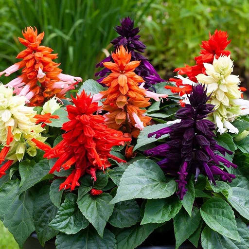 Salvia – splendens-Sizzler-Series-F1