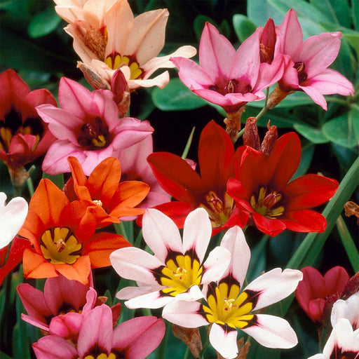 Sparaxis-Flower-Bulbs-Seeds