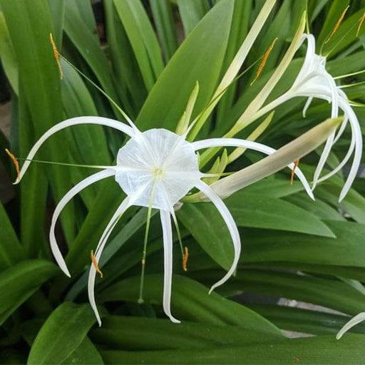 Spider-Lily-Bulbs-(स्पाइडर लिली बल्ब्स)