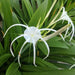 Spider-Lily-Bulbs-(स्पाइडर लिली बल्ब्स)