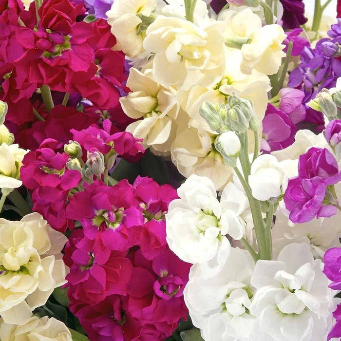 Stock – Dwarf-Cinderella-Mix-F1