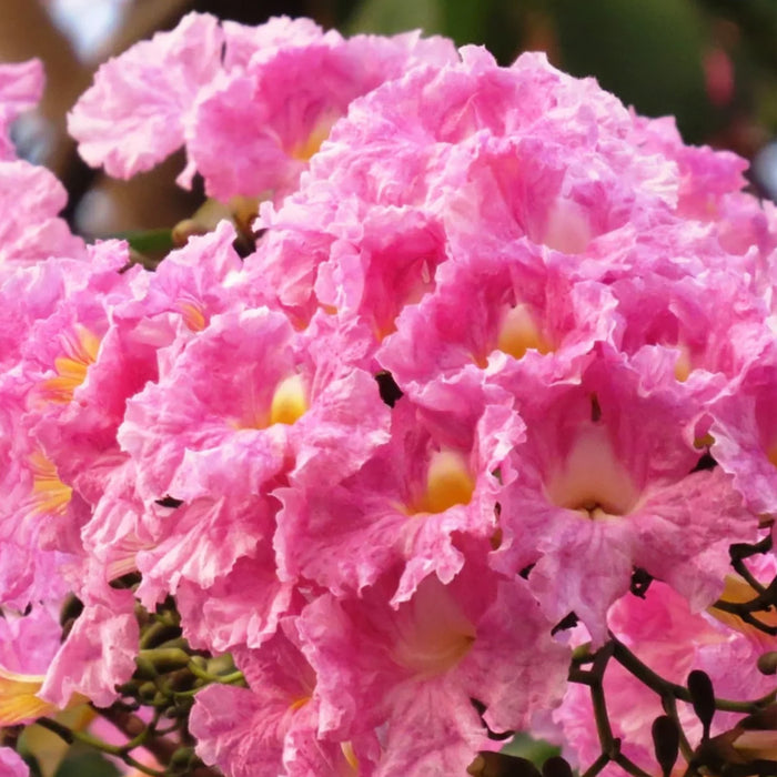 Tabebuia Rosea (Marathi Gulabi | Pink Trumpet Tree Seeds)